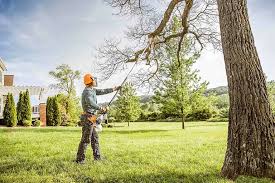 Best Stump Grinding and Removal  in San Leandro, CA