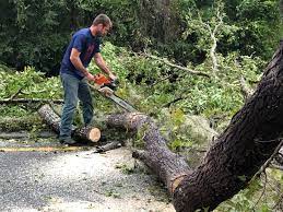 Reliable San Leandro, CA Tree Removal Solutions