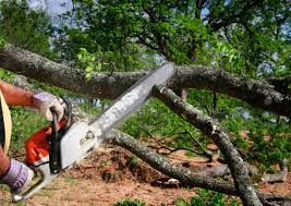 Best Tree Maintenance Programs  in San Leandro, CA