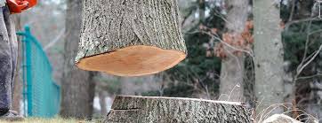 Best Firewood Processing and Delivery  in San Leandro, CA
