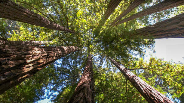 Best Tree Preservation Services  in San Leandro, CA