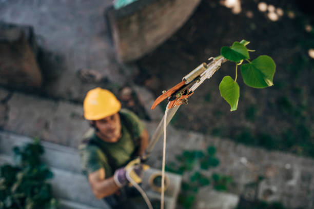 Best Root Management and Removal  in San Leandro, CA