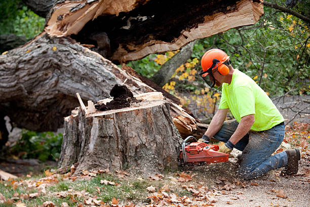 How Our Tree Care Process Works  in  San Leandro, CA